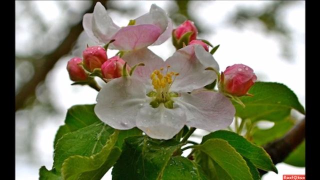 LARISSA TRI - ЛУЧШЕ НЕТУ ТОГО ЦВЕТУ