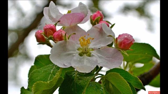 LARISSA TRI - ЛУЧШЕ НЕТУ ТОГО ЦВЕТУ