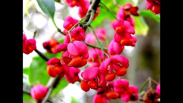 ОСЕННИЕ КРАСКИ ПОД ГОРОЙ СОБЕР-ОАШХ.