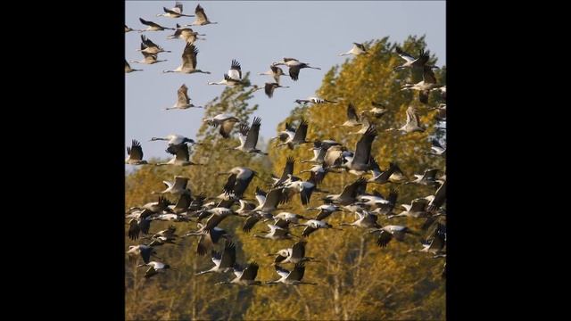 LARISSA TRI - ЖУРАВЛИ