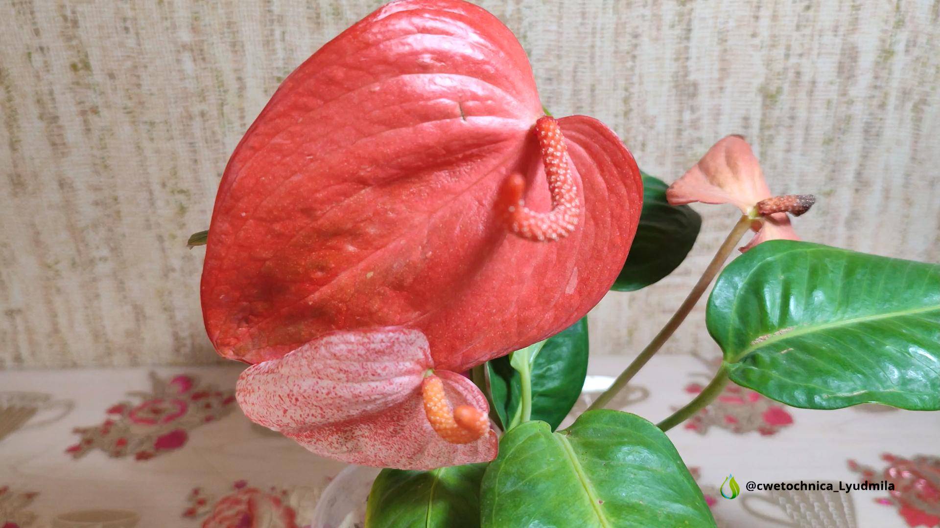 Пересадка антуриумов щерцера