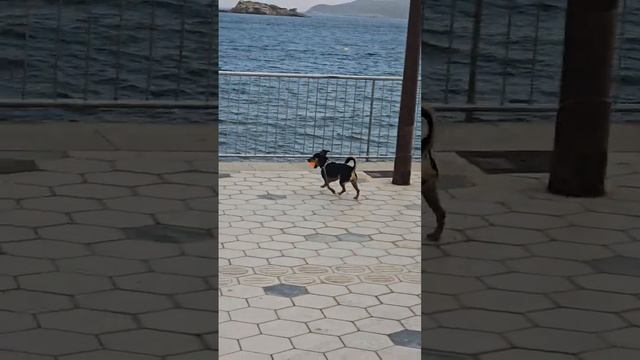 Собака    футболист...