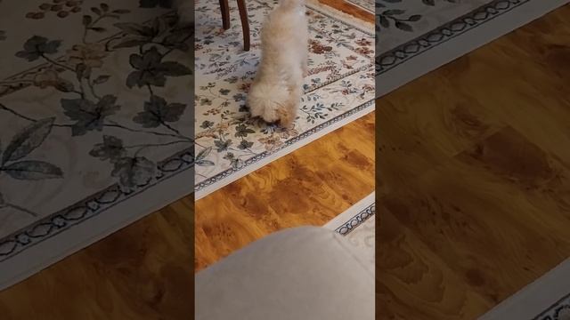 борьба с лакомством из мяса...