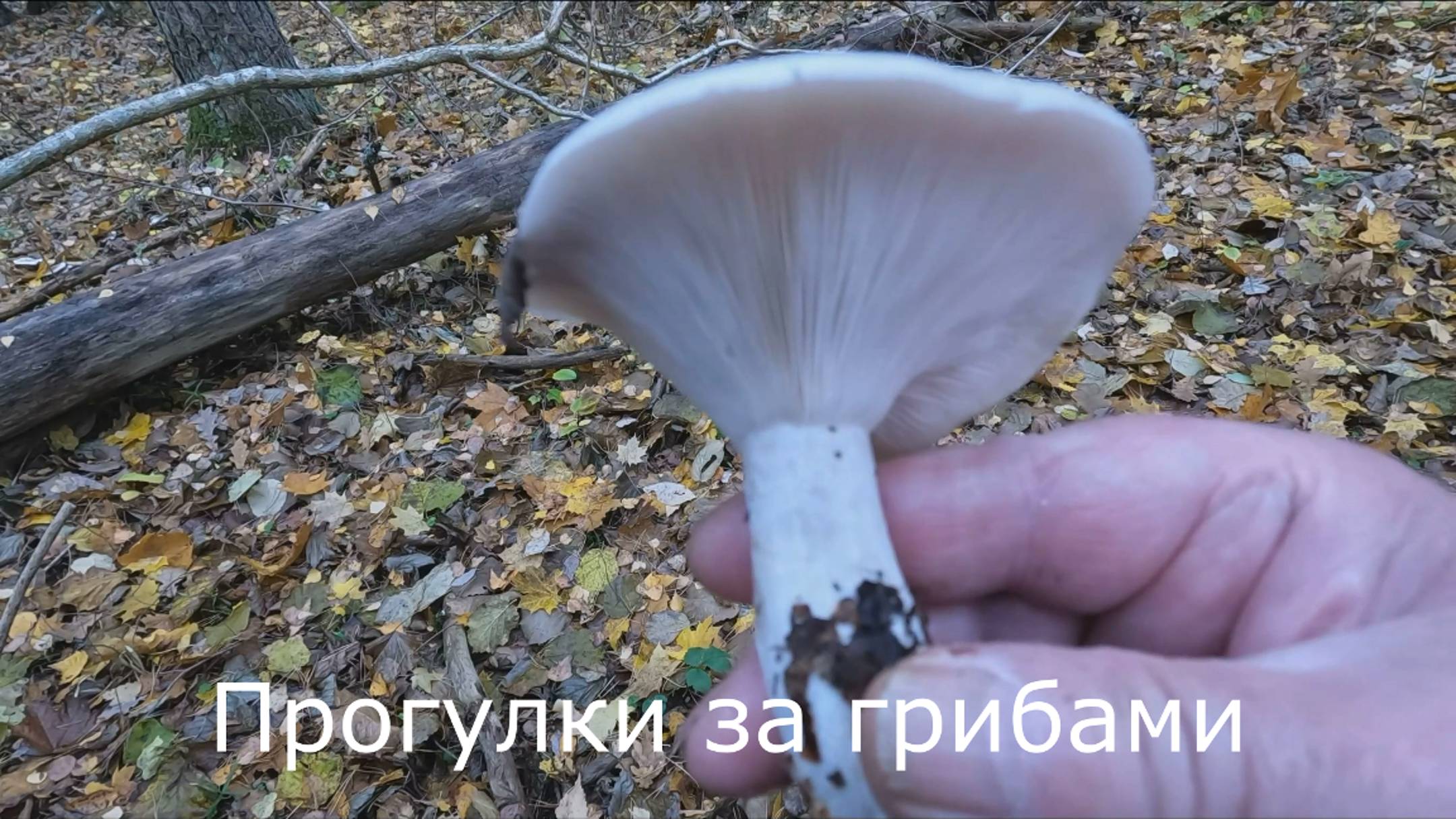 Прогулки за грибами.  Рядовка, или говорушка?  Можно набрать целую корзину.