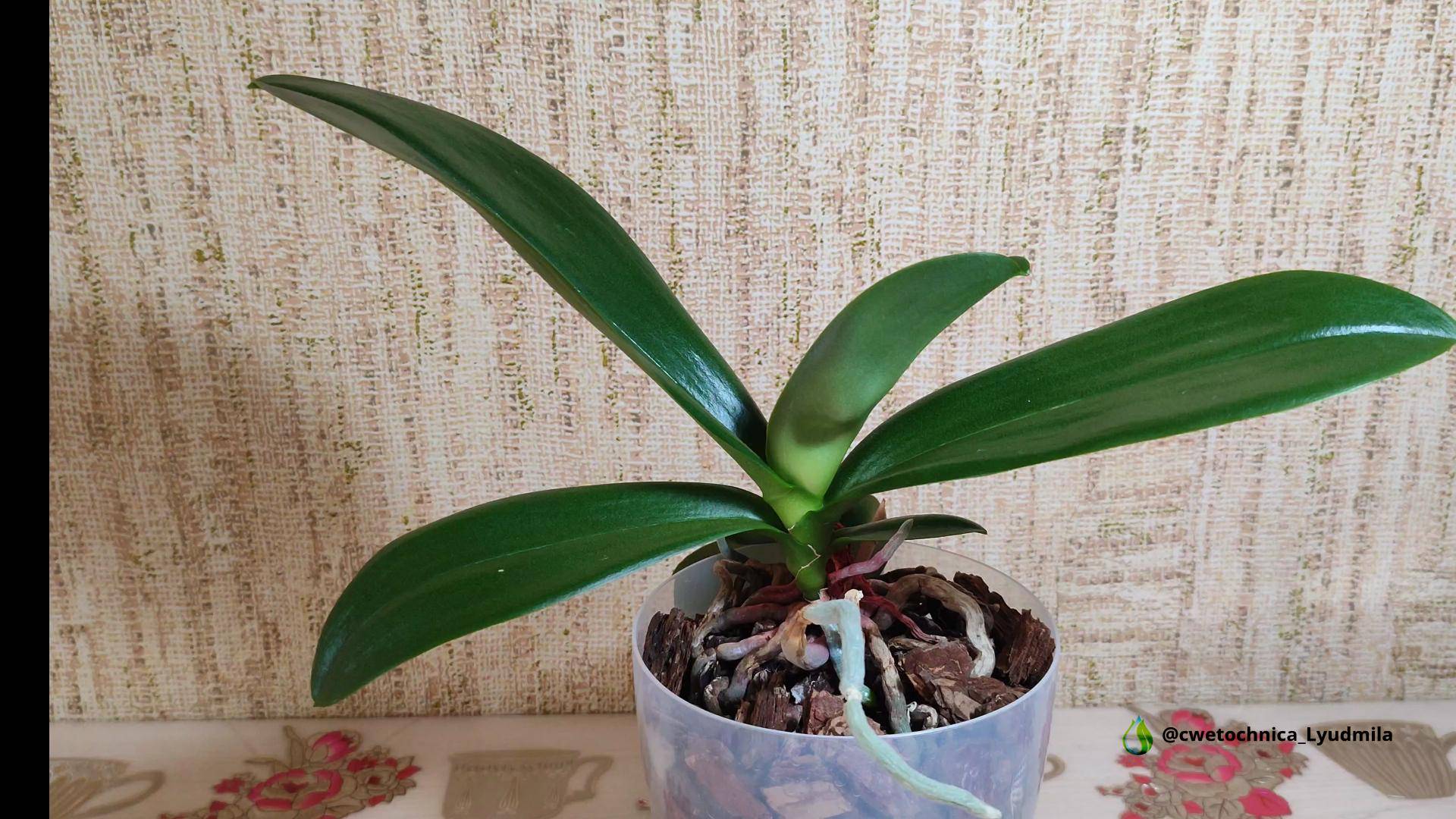 Отделение и посадка детки орхидеи феррара  от пня