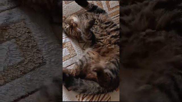 Барся лежит и ругается, чтоб отстала от него #Котик