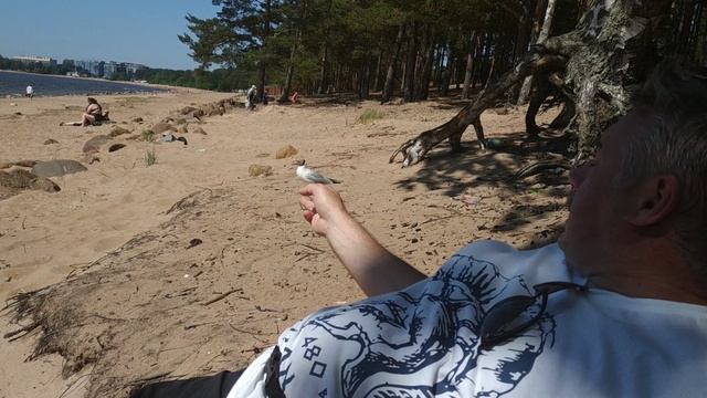 чайка - попрошайка