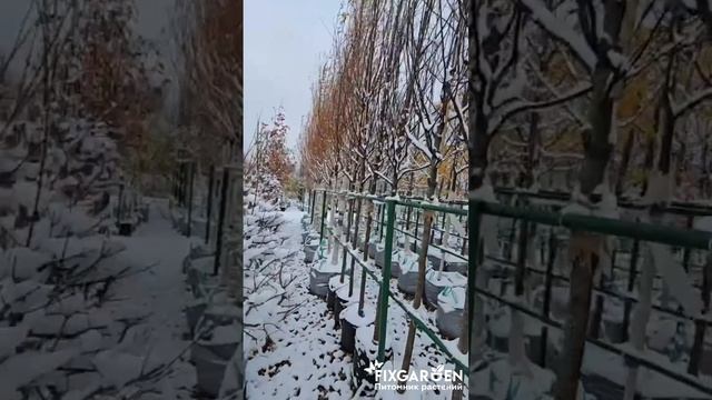 🌳 Как мы храним аллейные деревья в нашем питомнике?
