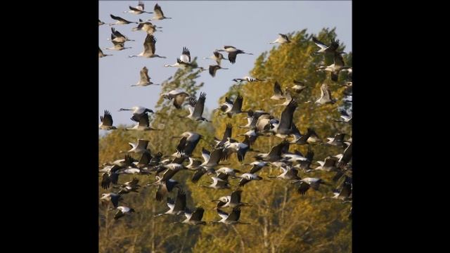 LARISSA TRI - ЖУРАВЛИ