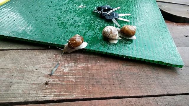 Красивые Виноградные Улитки в Псковской Области - Жизнь в Деревне -  2020