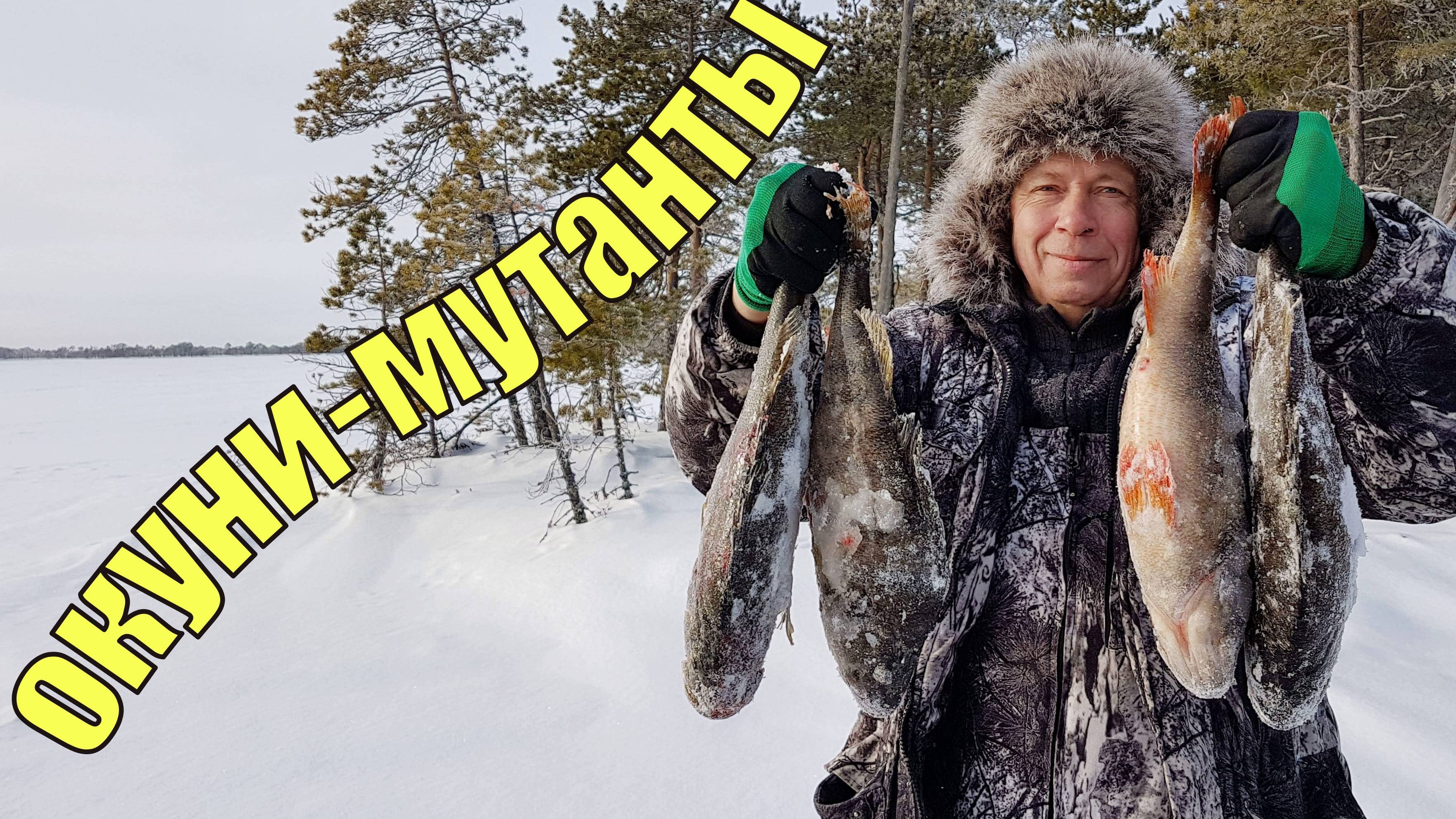 День монстров. Окуни-мутанты на озере ХМАО.