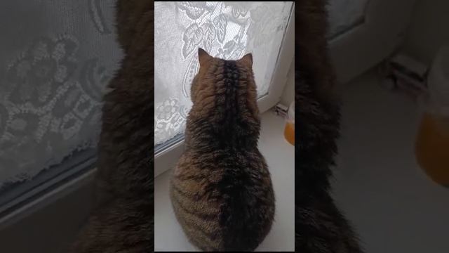 Выпал за ночь снег. Барсик любуется #Котик