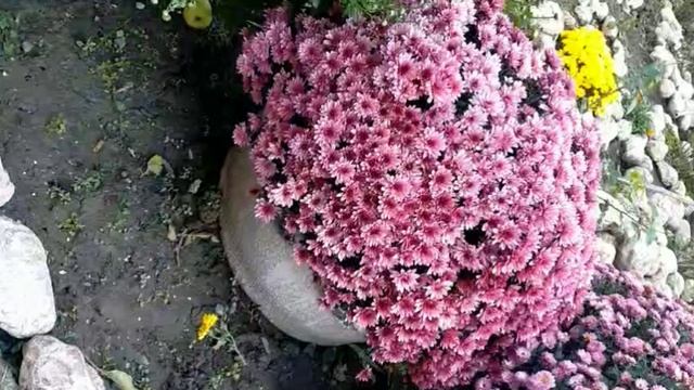 Три природных продукта для внимания: смола, абрикос и дерево..