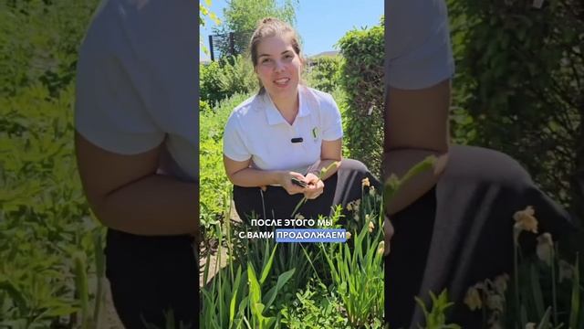 Что делать с тюльпанами ПОСЛЕ цветения? Луковичные после цветения.