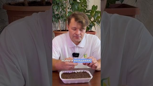 Эустома взойдет 100%, если посеять семена эустомы таким способом. Способ посева эустомы.