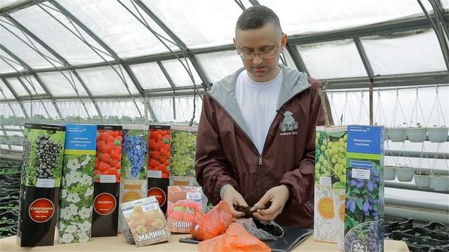 Малина. Как выбрать саженцы малины?