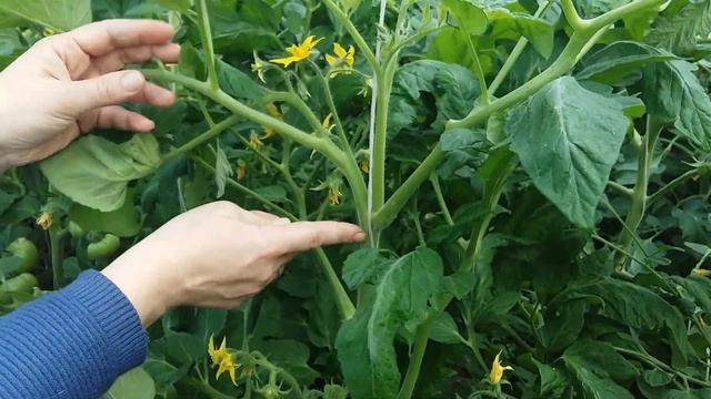 Как формировать помидоры?