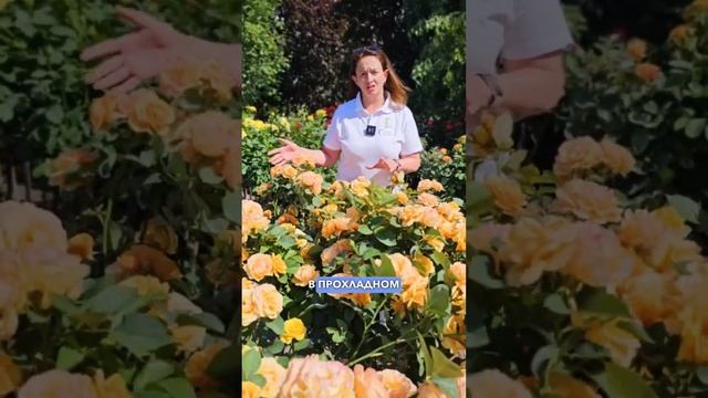 4 ЛУЧШИХ СОРТА штамбовых роз. Штамбовые розы в саду.