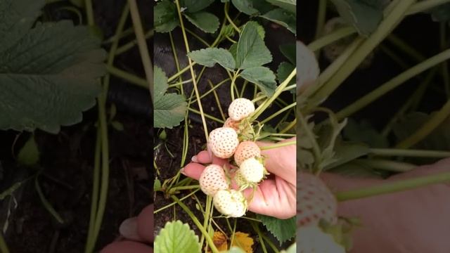 Земляника со вкусом ананаса! Очень урожайный сорт земляники садовой.