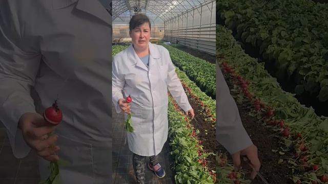 Элитное семеноводство редиса. Выращивание крупного редиса из семян.