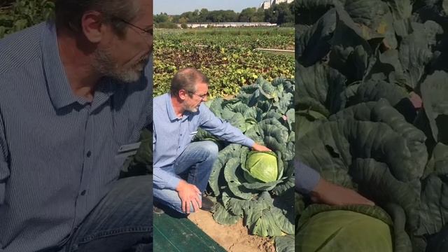 Лучший для квашения! Гибрид капусты белокочанной застольный f1!