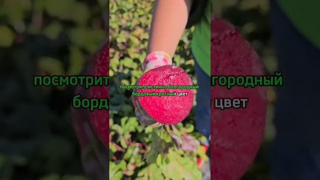 Сорт столовой свеклы для борща. Свекла длительного хранения.