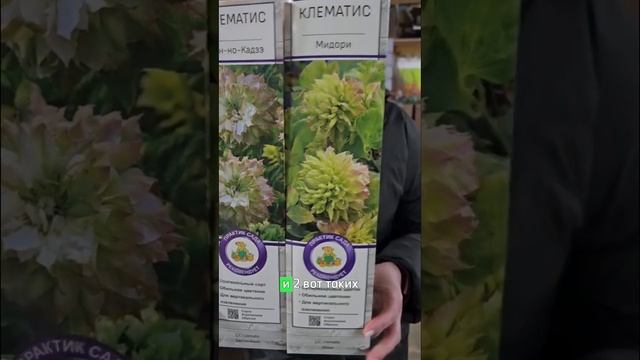 Хотите море цветов? Выбирайте эти клематисы! Обзор клематисов для вертикального озеленения.