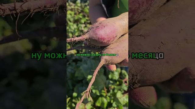 Делимся СЕКРЕТОМ длительного хранения красной свеклы. Новый сорт очень сладкой свеклы.