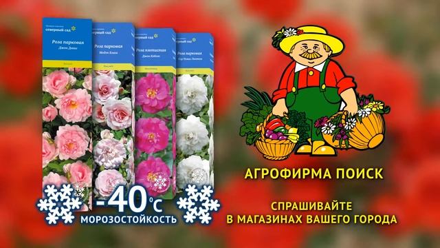 Розы серии "Северный сад" от Агрофирмы ПОИСК