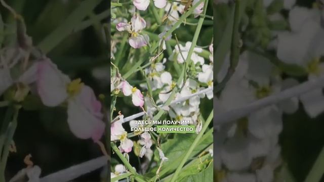 ЭЛИТНЫЕ СЕМЕНА РЕДИСА! Селекция редиса в Агрофирме Поиск. Редис на продажу.