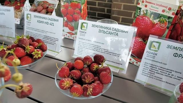 Лучшие ремонтантные сорта земляники. Садовая земляника - выращивание, уход.