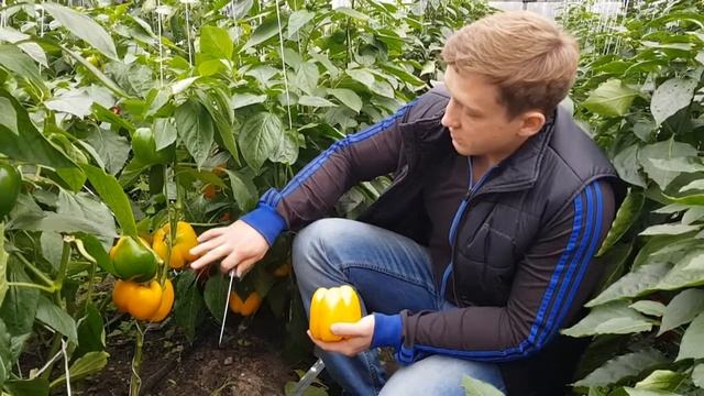 Чемпионы по толстостенности! Супер перцы от Агрофирмы Поиск!