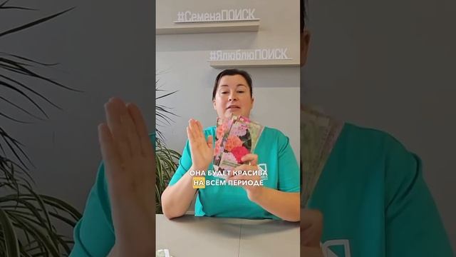 Лучшие сорта пеларгонии или герани: выращивание из семян. Пеларгония из семян.