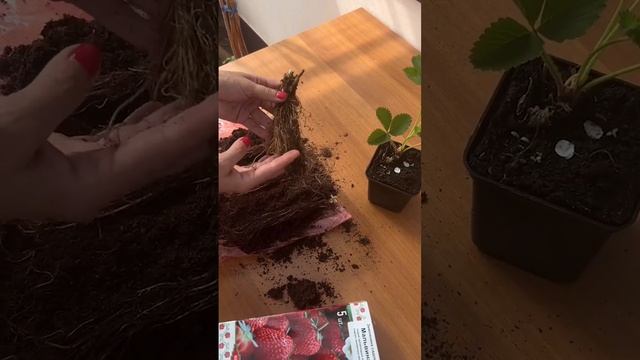 КАК ПОЛУЧИТЬ УРОЖАЙ ЗЕМЛЯНИКИ В ПЕРВЫЙ ГОД! Рассада земляники Фриго.