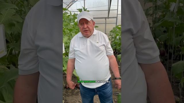 100% эффективный способ. Спасаем баклажаны от увядания!