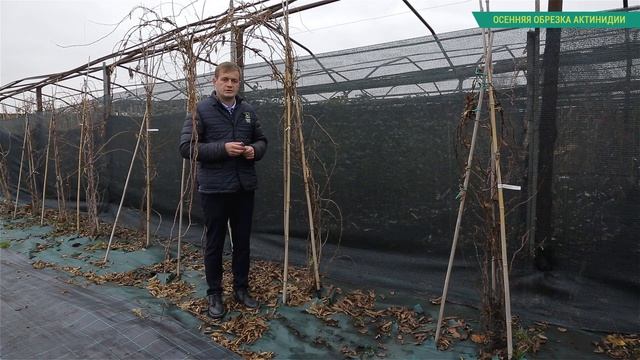 Как правильно обрезать актинидию. Актинидия Коломикта и актинидия Аргута: посадка и уход.