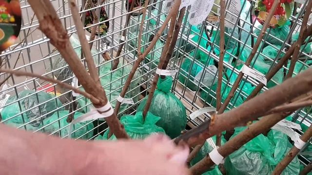 Саженцы! Лечим раны!