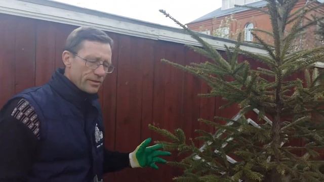 Хвойники в саду. Обрезка хвойных.