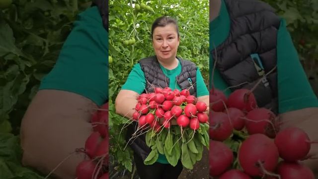 Обзор редиса Кармелита. Ранний урожай. Первый на грядке.