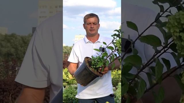 Новые сорта метельчатых гортензий с крупными соцветиями. Обзор сортов гортензии из питомника.