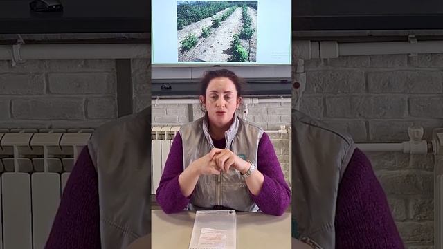 Мульчирование малины соломой. Как правильно мульчировать малину, чтобы получить большой урожай.