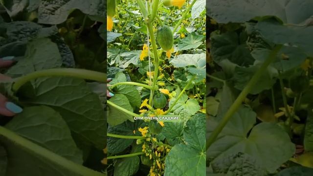 ОЧЕНЬ РЕДКИЙ ОГУРЕЦ! Удивительный круглый огурец Смайлик - идеальный для домашнего выращивания.