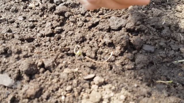 Сеем листовой салат! Тонкости посева.