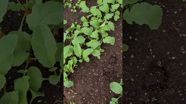 Селекция новых сортов редиса. Московский селекционный центр.