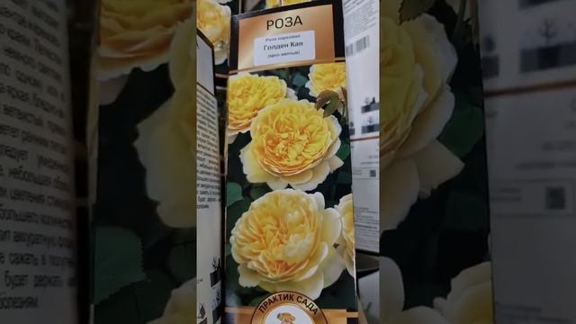 РОЗЫ. ОБЗОР СОРТОВ.