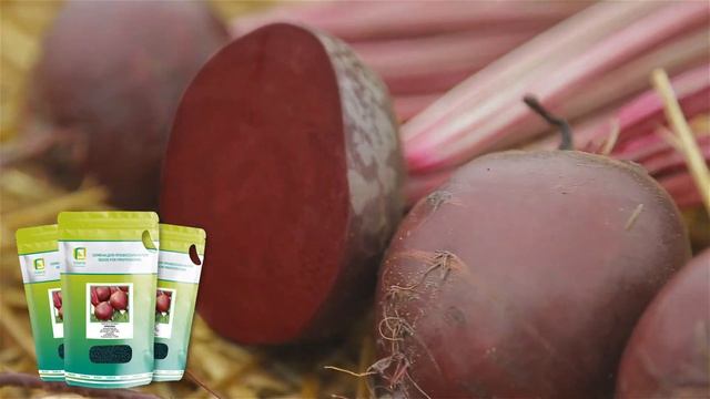 Свёкла Креолка и Мулатка. Замечательные сорта свеклы столовой для производителей товарной продукции.