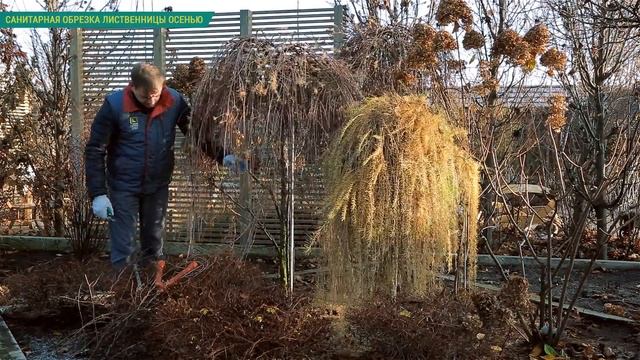 Подготовка к зиме хвойных растений. Формирующая, санитарная обрезка лиственницы.