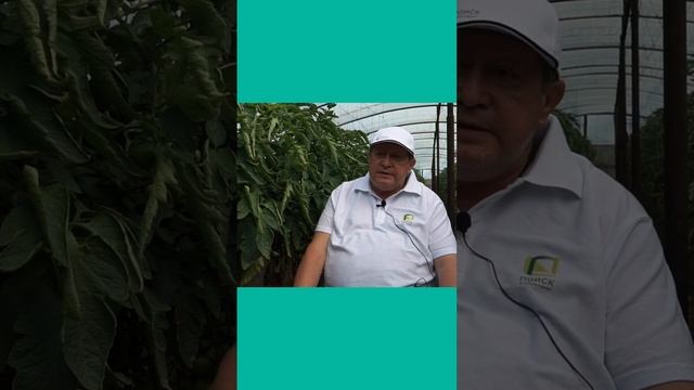 Полив томатов, перцев и баклажанов. Когда нужно поливать томаты, перцы и баклажаны.