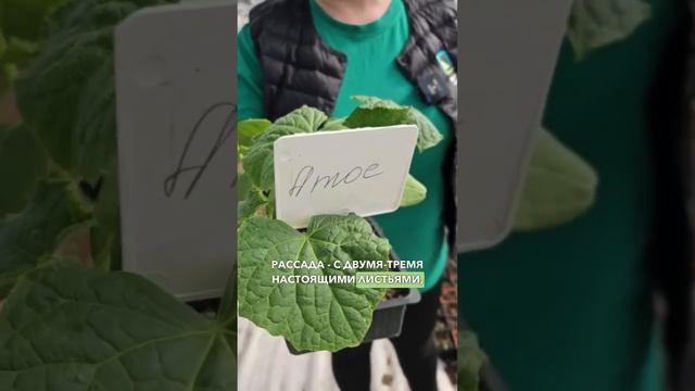 КАК вырастить здоровую рассаду огурцов. Выращивание рассады огурцов.