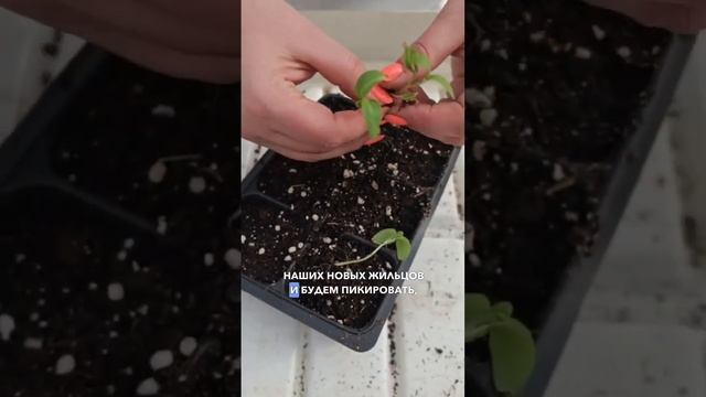 Пикировка любой рассады - просто! Как пикировать баклажаны и перцы. Пикировка рассады баклажан.